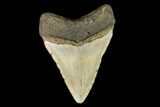 Fossil Megalodon Tooth - North Carolina #124453-2